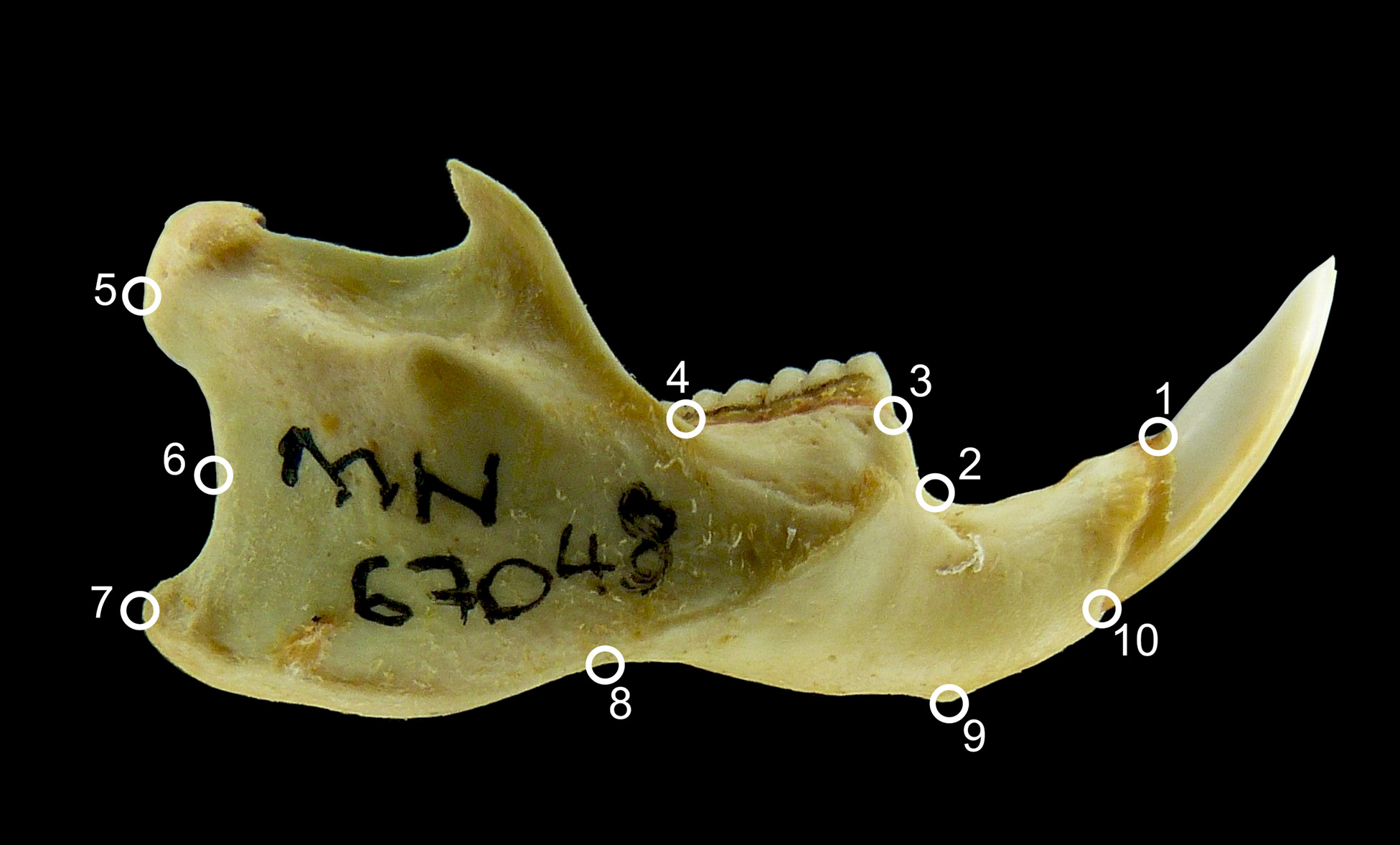 Rodent lower jaw (mandible). Lateral view of a Nectomys squamipes mandible, showing the 10 landmarks used in this work. 1) Anterior edge of the incisive alveolus; 2) Most posterior point of the diastema; 3) Junction between the mandible and the m1 root; 4) Junction between the molar base and the coronoid process; 5) Most posterior point at the articular process; 6) Most anterior point in the angular notch; 7) Most posterior point at the angular process; 8) Angular process base; 9) Inner edge of the mandibular symphysis; 10) Posterior edge of the incisive alveolus